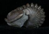 Partially Enrolled Flexicalymene Trilobite From Ohio #10869-2